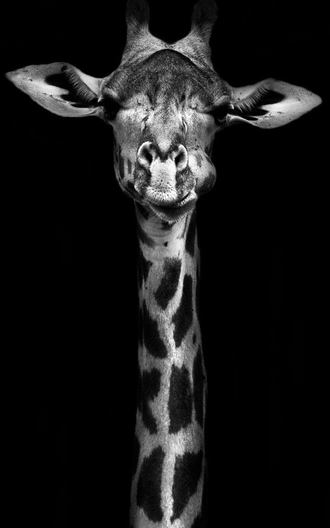 giraffe